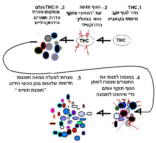 חומצת חשיש